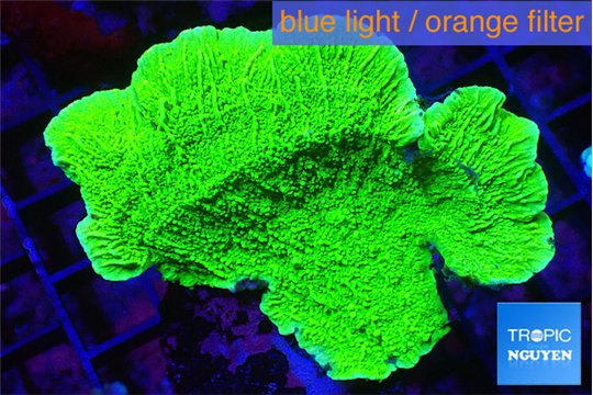 Montipora green cap 4-5 cm WYSIWYG acclimaté
