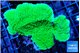 Montipora green cap 4-5 cm WYSIWYG acclimaté