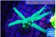 Acropora green & purple tip 6-8 cm WYSIWYG acclimaté