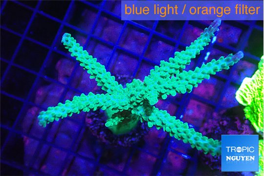Acropora green & purple tip 6-8 cm WYSIWYG acclimaté