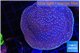 Turbinaria reniformis yellow polyps 6-9 cm WYSIWYG acclimaté