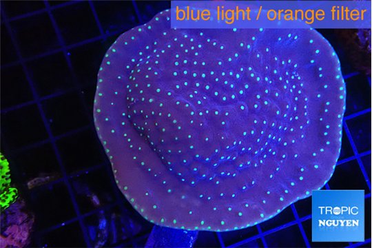 Turbinaria reniformis yellow polyps 6-9 cm WYSIWYG acclimaté