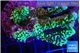 Montipora green & purple polyps 6-9 cm WYSIWYG acclimaté