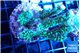 Montipora green & purple polyps 6-9 cm WYSIWYG acclimaté