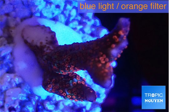 Montipora digitata red 2-4 cm WYSIWYG acclimaté