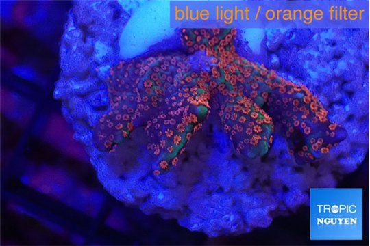 Montipora digitata red 2-4 cm WYSIWYG acclimaté