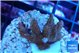 Montipora digitata red 2-4 cm WYSIWYG acclimaté