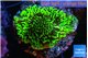 Montipora green 3-4 cm WYSIWYG acclimaté