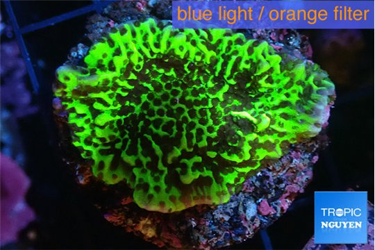 Montipora green 3-4 cm WYSIWYG acclimaté