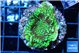 Montipora green 3-4 cm WYSIWYG acclimaté