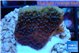 Montipora purple cap & blue polyps 2-4 cm WYSIWYG acclimaté