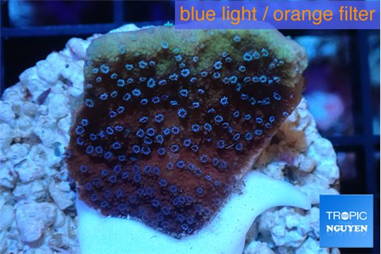 Montipora purple cap & blue polyps 2-4 cm WYSIWYG acclimaté