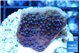 Montipora purple cap & blue polyps 2-4 cm WYSIWYG acclimaté