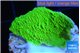 Montipora green cap 2-3 cm WYSIWYG acclimaté