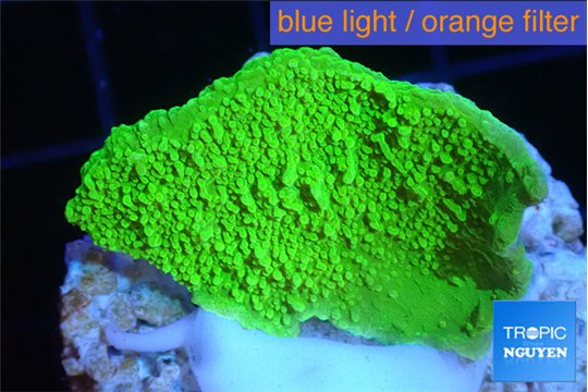 Montipora green cap 2-3 cm WYSIWYG acclimaté