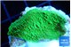 Montipora green cap 2-3 cm WYSIWYG acclimaté