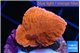 Montipora red 2-3 cm WYSIWYG acclimaté