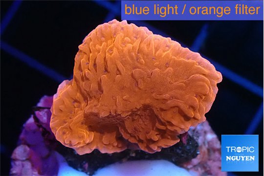 Montipora red 2-3 cm WYSIWYG acclimaté