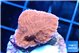 Montipora red 2-3 cm WYSIWYG acclimaté