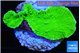 Montipora green cap 3-4 cm WYSIWYG acclimaté