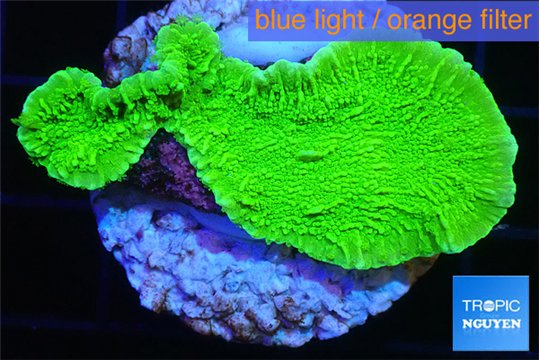 Montipora green cap 3-4 cm WYSIWYG acclimaté