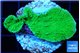 Montipora green cap 3-4 cm WYSIWYG acclimaté