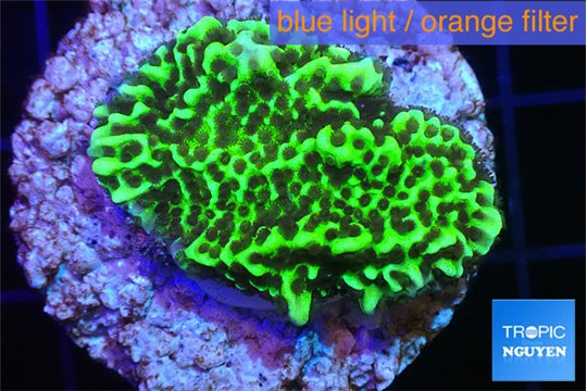 Montipora green 3-4 cm WYSIWYG acclimaté
