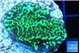 Montipora green 3-4 cm WYSIWYG acclimaté
