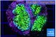 Montipora green 3-4 cm WYSIWYG acclimaté