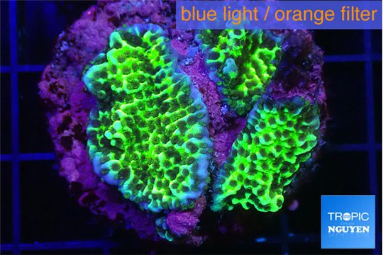 Montipora green 3-4 cm WYSIWYG acclimaté