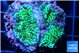 Montipora green 3-4 cm WYSIWYG acclimaté