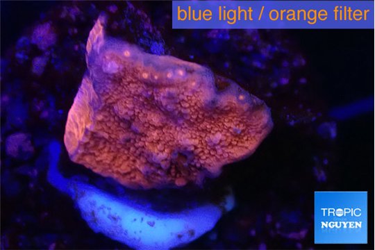 Montipora red cap 2-3 cm WYSIWYG acclimaté