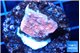 Montipora red cap 2-3 cm WYSIWYG acclimaté