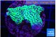 Montipora green 3-4 cm WYSIWYG acclimaté