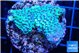 Montipora green 3-4 cm WYSIWYG acclimaté