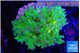 Euphyllia yaeyamaensis green purple 4-7 cm WYSIWYG acclimaté