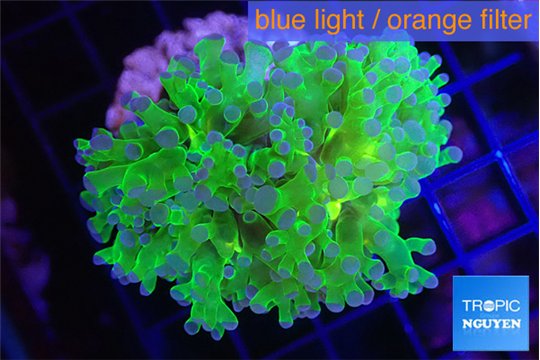 Euphyllia yaeyamaensis green purple 4-7 cm WYSIWYG acclimaté