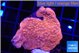Montipora red cap 2-4 cm WYSIWYG acclimaté