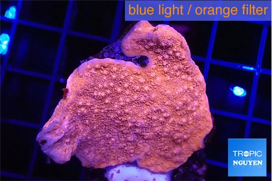 Montipora red cap 2-4 cm WYSIWYG acclimaté