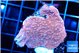Montipora red cap 2-4 cm WYSIWYG acclimaté
