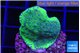 Montipora green & blue polyps Fijii 2-3 cm WYSIWYG acclimaté