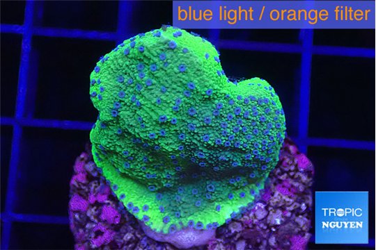 Montipora green & blue polyps Fijii 2-3 cm WYSIWYG acclimaté