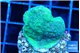 Montipora green & blue polyps Fijii 2-3 cm WYSIWYG acclimaté