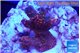 Montipora digitata red 2-3 cm WYSIWYG acclimaté