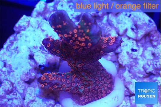 Montipora digitata red 2-3 cm WYSIWYG acclimaté