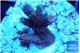 Montipora digitata red 2-3 cm WYSIWYG acclimaté