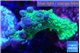 Montipora green & purple polyps 4-6 cm WYSIWYG acclimaté