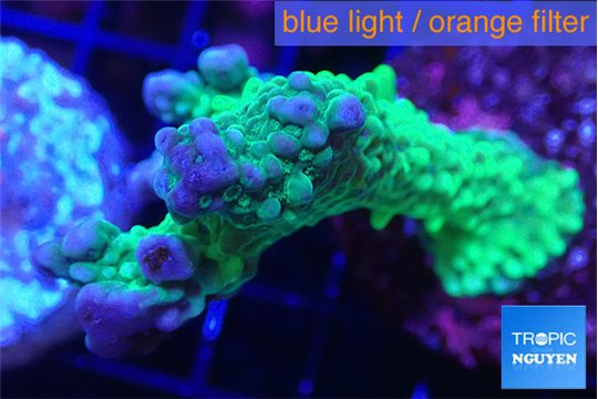 Montipora green & purple polyps 4-6 cm WYSIWYG acclimaté