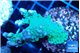 Montipora green & purple polyps 4-6 cm WYSIWYG acclimaté