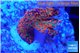 Montipora digitata red 2-4 cm WYSIWYG acclimaté